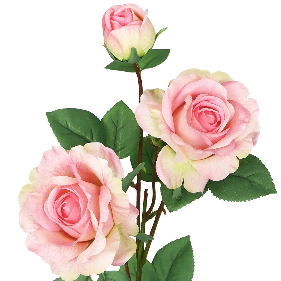 Pink roses with green leaves on a white background