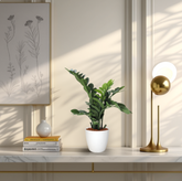 Decorative setup with a potted plant, books, and a lamp on a shelf.