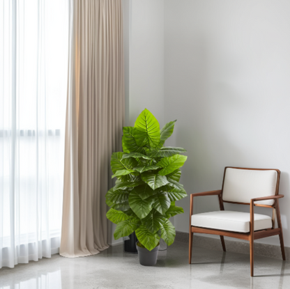 Green potted plant next to a wooden chair with white cushion in a room with light gray walls and white curtains.