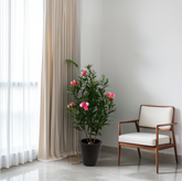 Potted plant next to a wooden chair with white cushion in a room with light gray walls and white curtains.