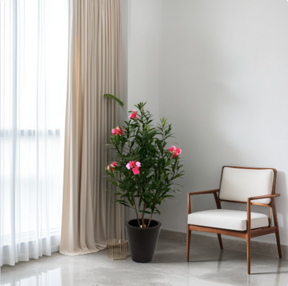 Potted plant next to a wooden chair with white cushion in a room with light gray walls and white curtains.