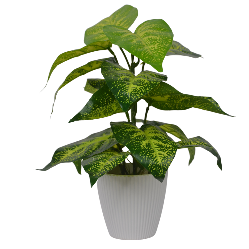 Potted plant with green leaves on a white background