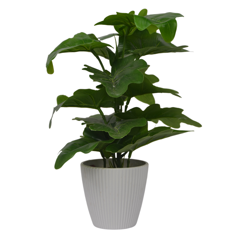 Potted plant with green leaves on a white background