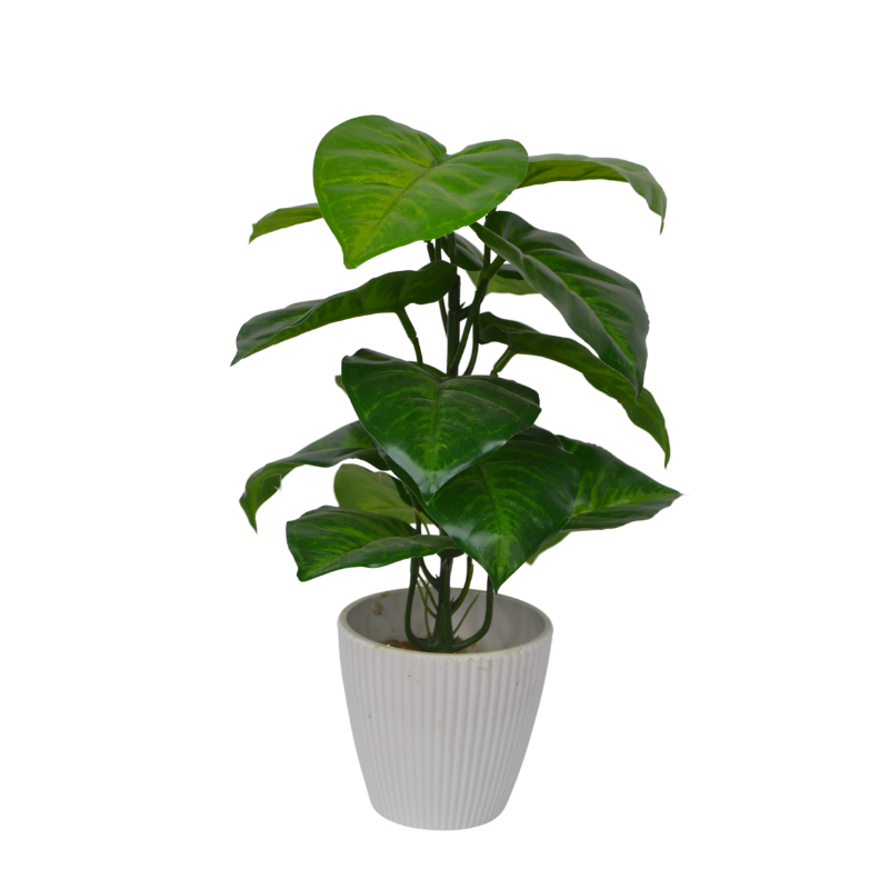 Potted plant with green leaves on a white background