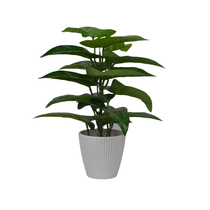 Potted plant with green leaves on a white background