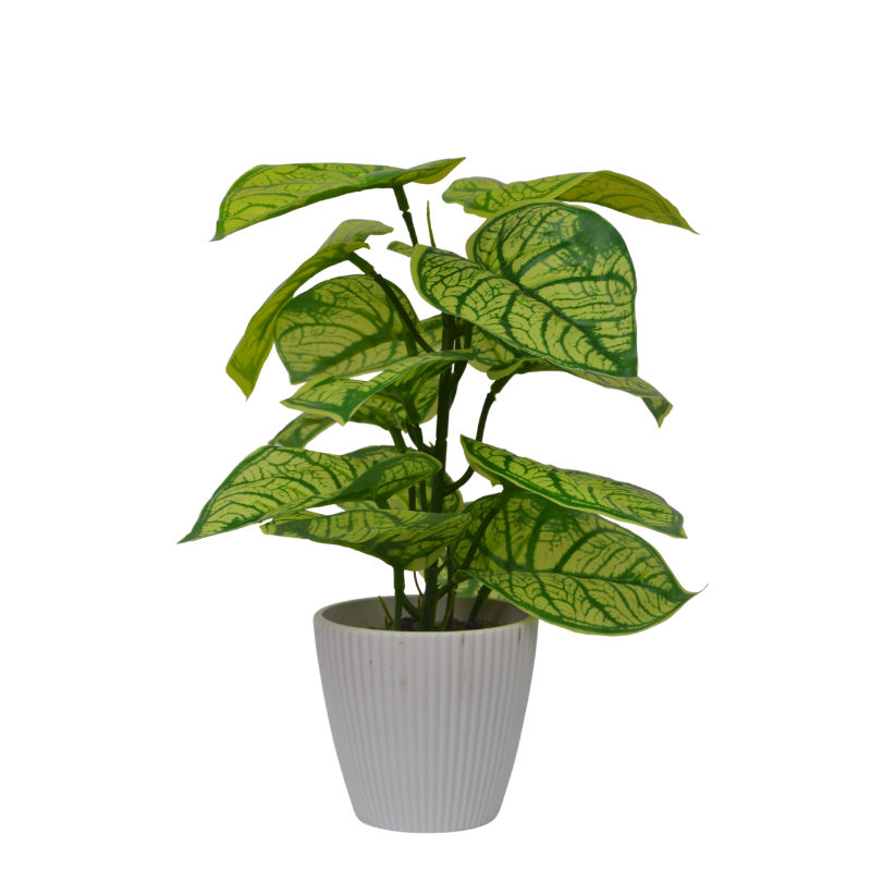 Potted plant with green leaves on a white background