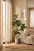 Potted plant in a living room with a neutral color scheme