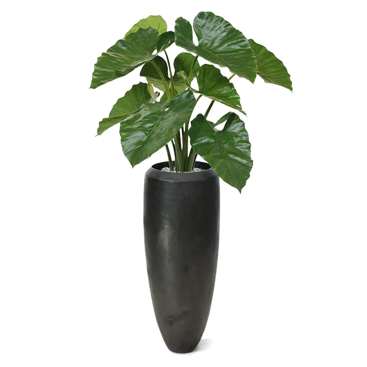 2 Ft Artificial Alocasia Calidora – Tropical Foliage Plant – lifelike tropical plant alternative
