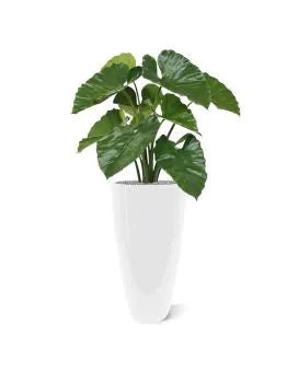 2 Ft Artificial Alocasia Calidora – Tropical Foliage Plant – adds a lush green touch to interiors