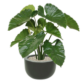 2 Ft Artificial Alocasia Calidora – Tropical Foliage Plant – perfect for modern home decor