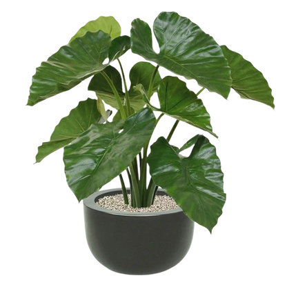 2 Ft Artificial Alocasia Calidora – Tropical Foliage Plant – perfect for modern home decor
