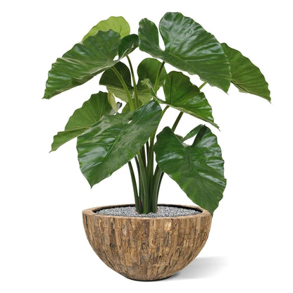 2 Ft Artificial Alocasia Calidora – Tropical Foliage Plant – enhances any living space naturally
