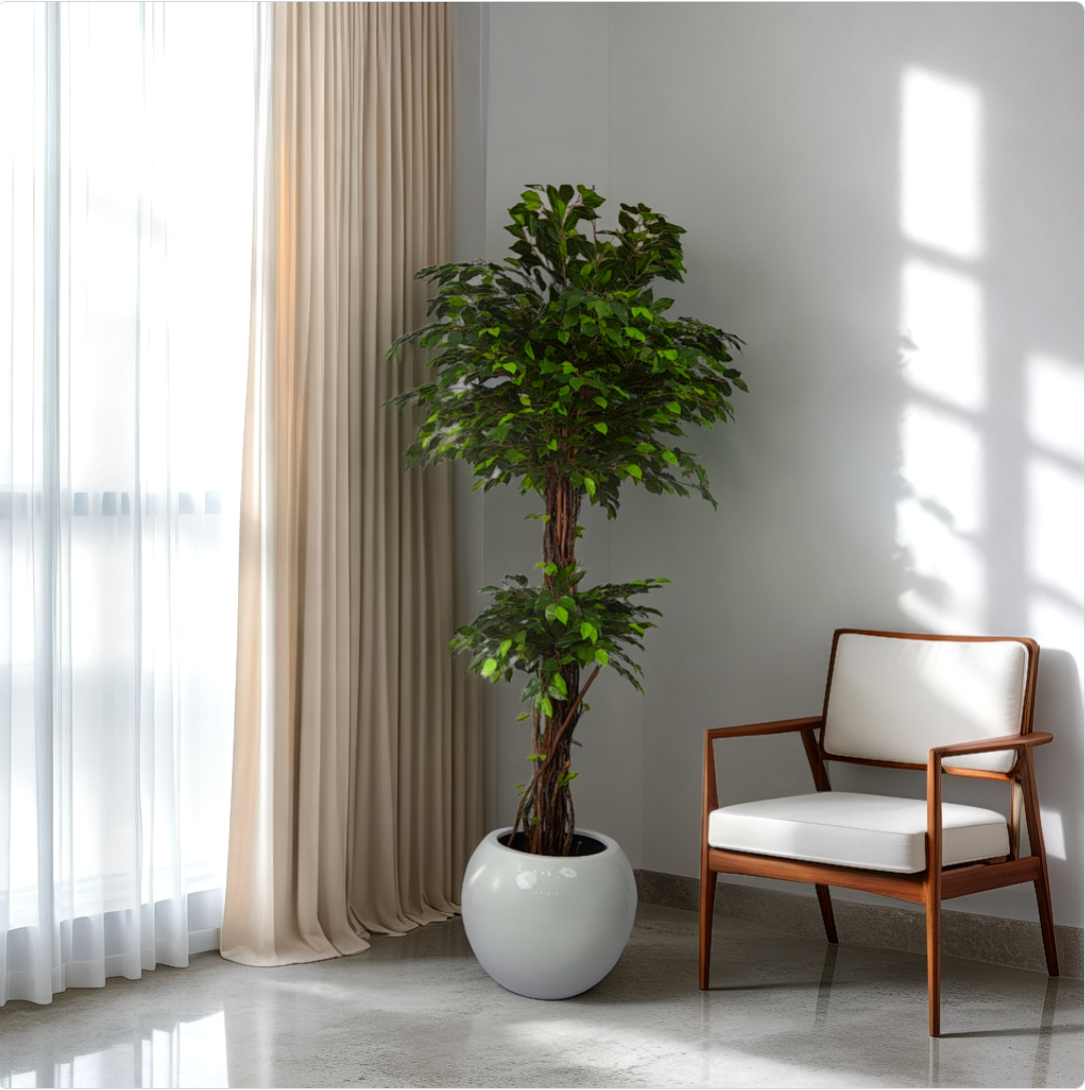 A potted Green Ficus Topiary plant placed in a room corner beside a chair, with sunlight streaming through the window curtains.