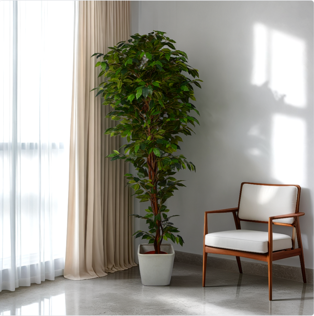 A 6 ft artificial ficus plant in a white pot placed in an indoor setting, accompanied by a wooden chair with a white cushion.