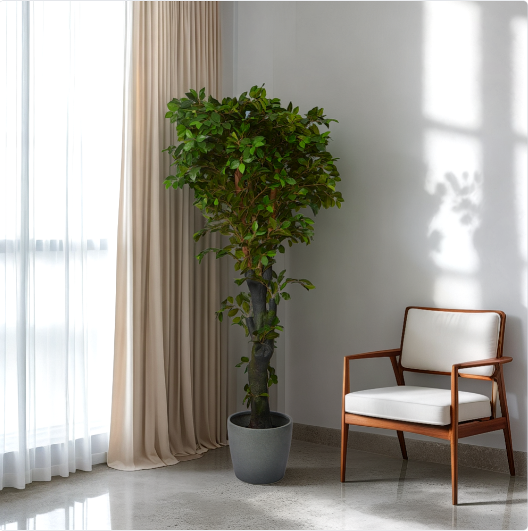 A potted Ficus plant placed in a room corner beside a chair, with sunlight streaming through the window curtains.