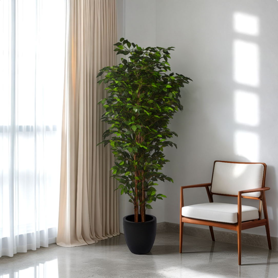 A potted Ficus plant standing next to a window in a room with a chair.