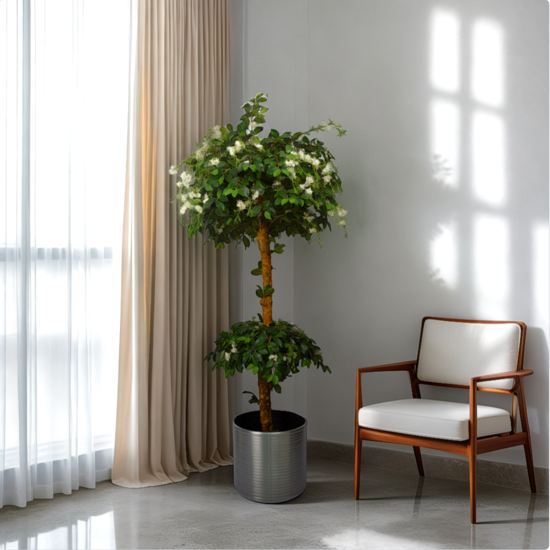 A potted Ficus tree with green leaves, placed in a room with a chair and a window, inside a house.