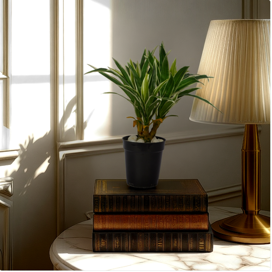 An artificial Dracaena plant in a navy pot, placed on a stack of old books, with a lamp and a window in the background.