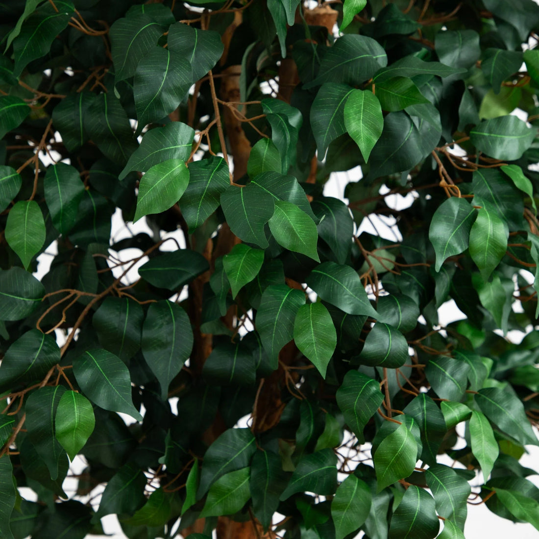 6 Ft Artificial Double Ball Ficus Silk Tree – Faux Indoor Plant with Natural Trunk &amp; Lush Green Foliage in Pot