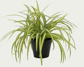 1.5 Ft Artificial spider plant – perfect for modern home decor