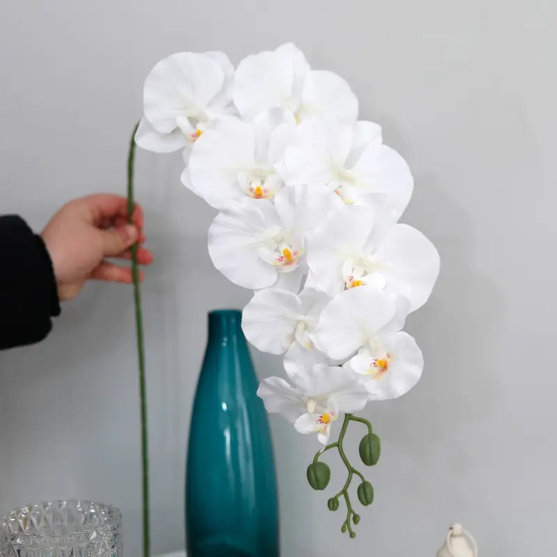 White orchids held above a teal vase against a plain background