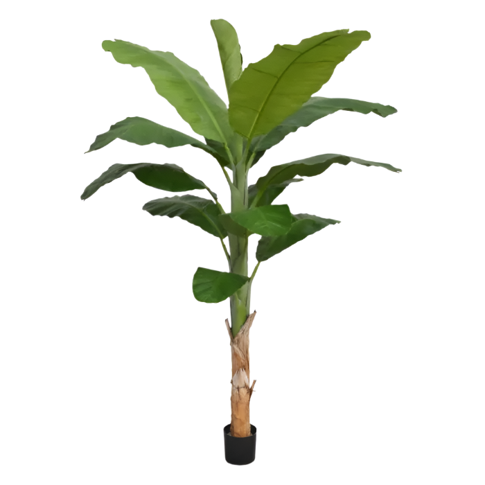 6 Ft Faux Banana Royal 210cm tree – perfect for modern home decor