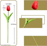 Red tulip with measurements and close-up on a beige background