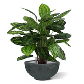 Lifelike 2.5 Ft pink-striped faux Calathea for stylish home decor
