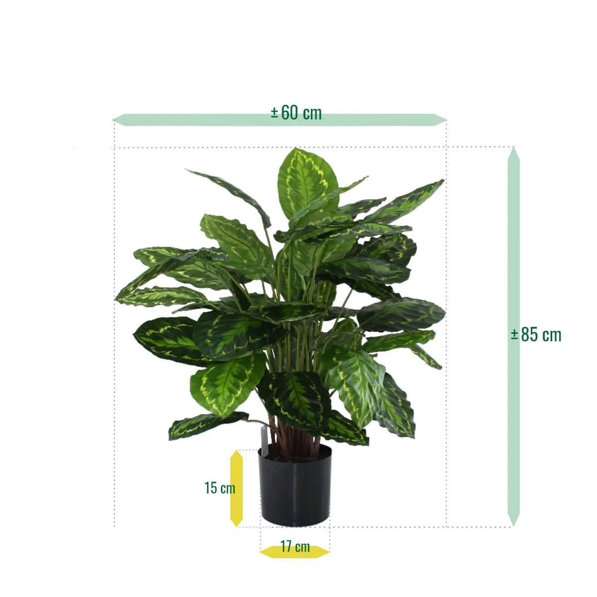 Stunning 2.5 Ft artificial Calathea with bold and vibrant tropical leaves
