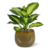 2 Ft Artificial Dieffenbachia Plant 25cm – enhances any living space naturally
