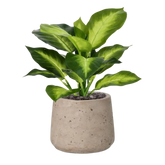 2 Ft Artificial Dieffenbachia Plant 25cm – perfect for modern home decor