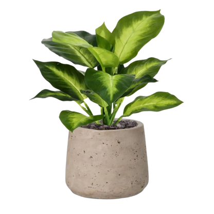 2 Ft Artificial Dieffenbachia Plant 25cm – perfect for modern home decor