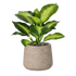 2 Ft Artificial Dieffenbachia Plant 25cm – perfect for modern home decor