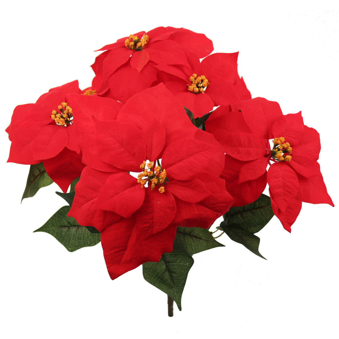 Red poinsettia flowers with green leaves on a white background