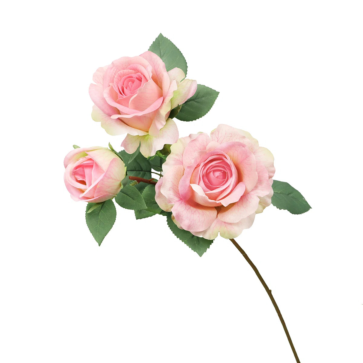 Three pink roses with green leaves on a white background