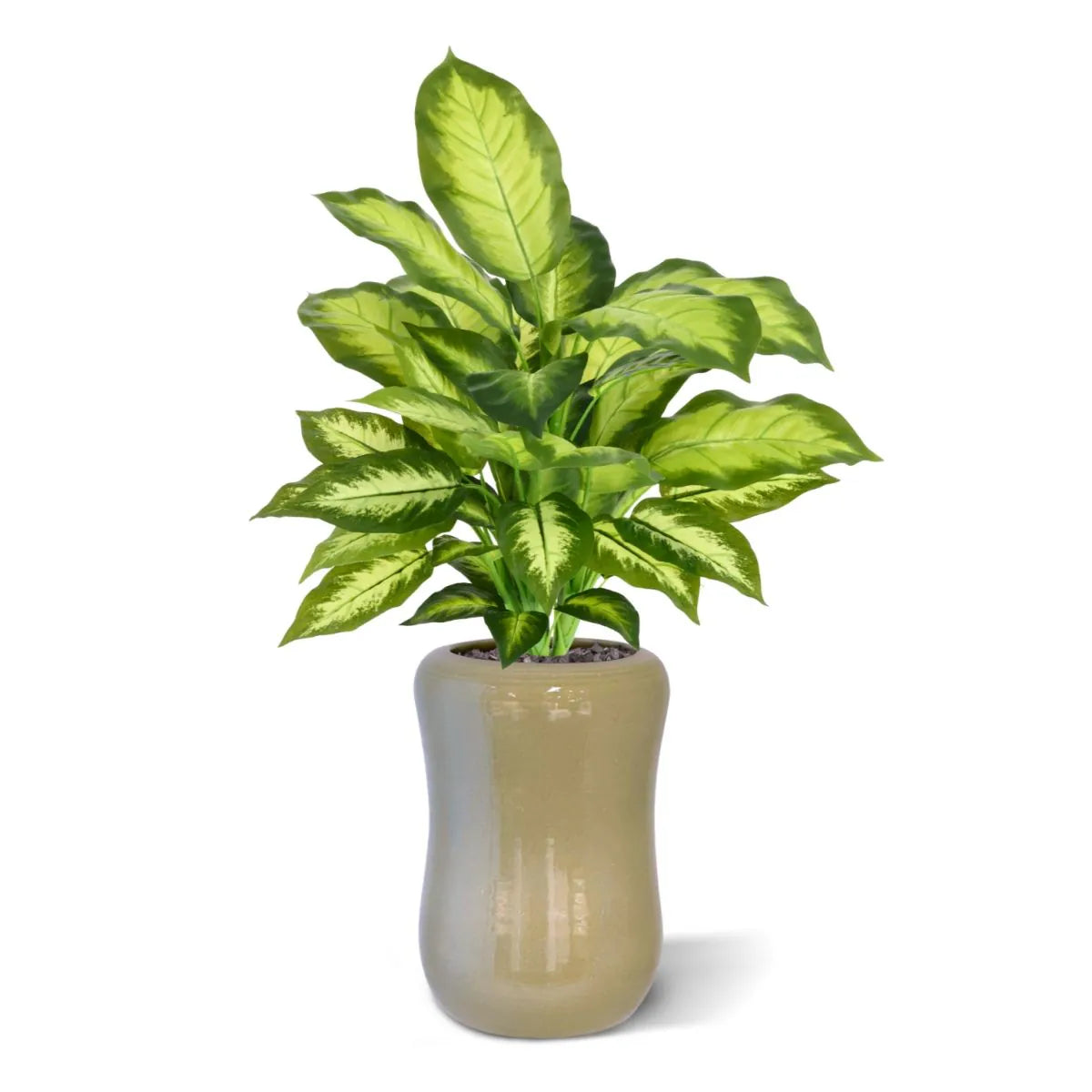 1.5 Ft Artificial Dieffenbachia Plant 55cm – adds a lush green touch to interiors