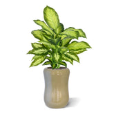 1.5 Ft Artificial Dieffenbachia Plant 55cm – adds a lush green touch to interiors