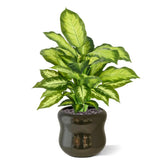 1.5 Ft Artificial Dieffenbachia Plant 55cm – crafted for realistic tropical vibes