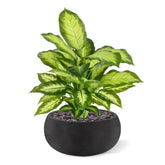 1.5 Ft Artificial Dieffenbachia Plant 55cm – decorative plant with zero maintenance