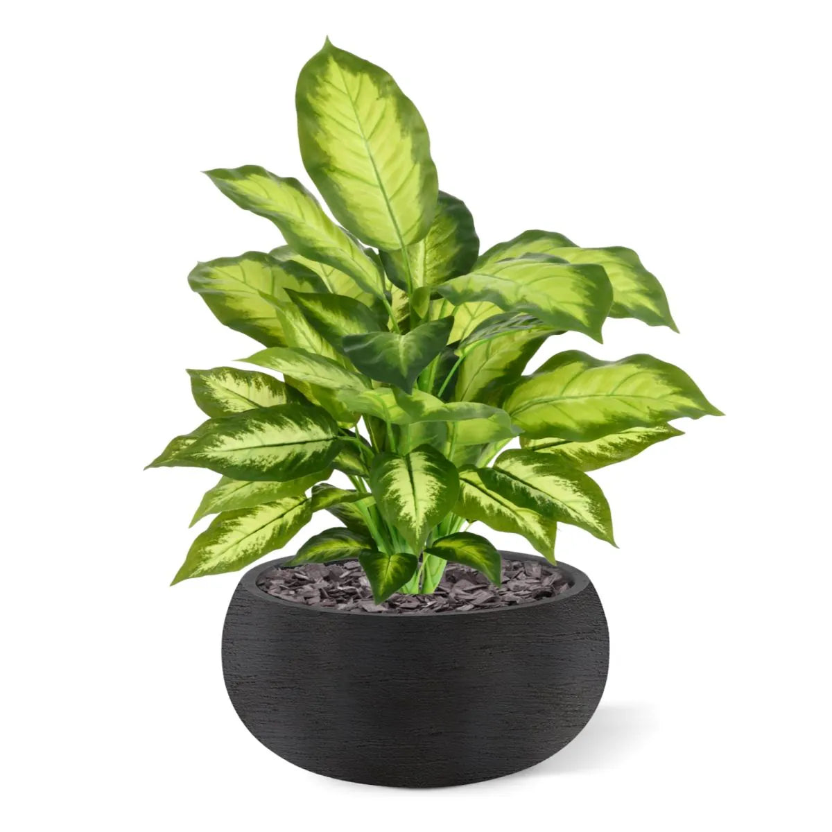 1.5 Ft Artificial Dieffenbachia Plant 55cm – decorative plant with zero maintenance