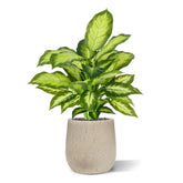 1.5 Ft Artificial Dieffenbachia Plant 55cm – brightens up dull corners effortlessly