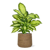 1.5 Ft Artificial Dieffenbachia Plant 55cm – premium artificial houseplant design