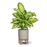 1.5 Ft Artificial Dieffenbachia Plant 55cm – tropical look without the upkeep
