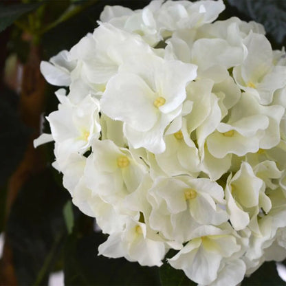 High-quality 3 Ft faux Hydrangea tree with delicate, natural-looking flowers
