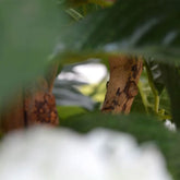 Exotic 3 Ft artificial Hydrangea tree with lush green foliage and cream blossoms
