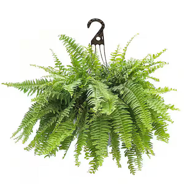 Large Artificial Boston Fern in Hanging Basket – Lush Faux Greenery for Indoor &amp; Outdoor