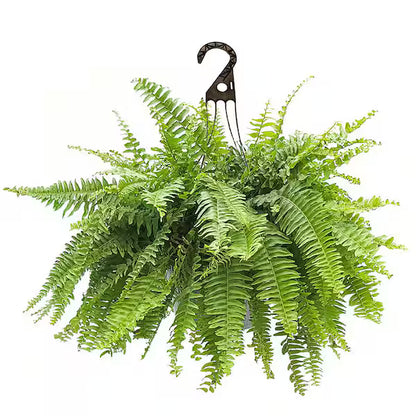 Large Artificial Boston Fern in Hanging Basket – Lush Faux Greenery for Indoor &amp; Outdoor