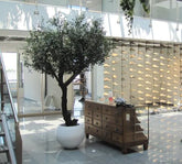 6 Ft Giant Artificial Olive tree 275 cm Y shape – brightens up dull corners effortlessly