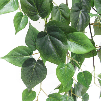 Close-up of green leaves on a white background
