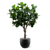 3 Ft Artificial Giant Lyrata tree 260 cm on trunk – enhances any living space naturally
